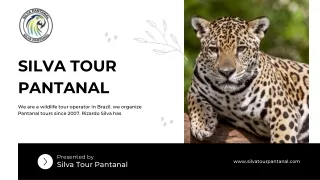 Join Us for an Unforgettable Jaguar Tour with Silva Tour Pantanal
