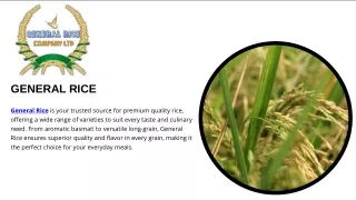 Fresh White Corn for Sale – Sweet and Crunchy
