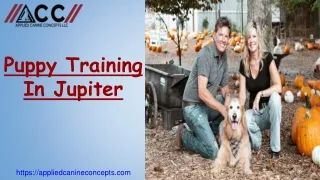 Puppy Training In Jupiter