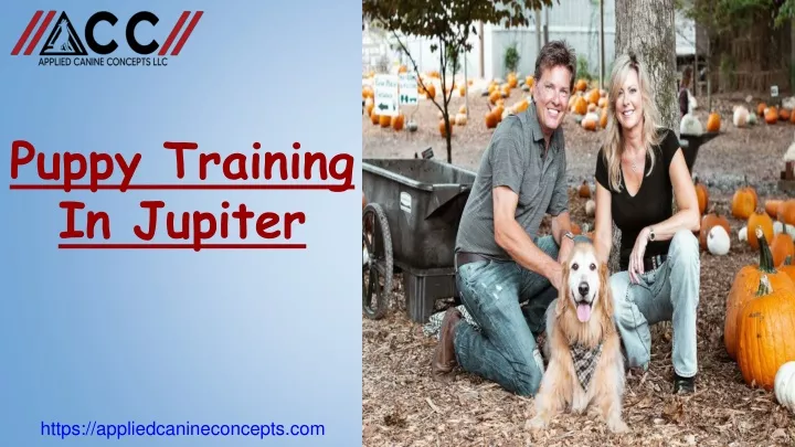 puppy training in jupiter