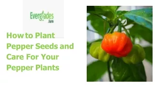 How to Plant Pepper Seeds and Care For Your Pepper Plants