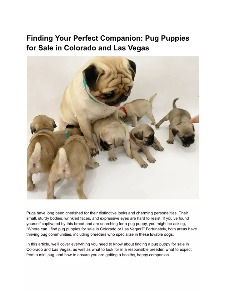 finding your perfect companion pug puppies