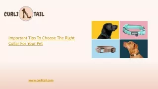 Choose the right collar for your Pet