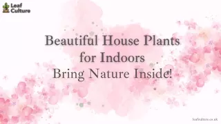 Top Indoor House Plants for a Healthier and Happier Home