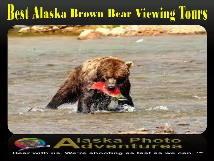 best alaska brown bear viewing tours