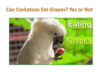 Can Cockatoos Eat Grapes? What You Need to Know