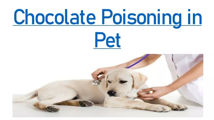 chocolate poisoning in pet