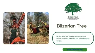bilzerian tree
