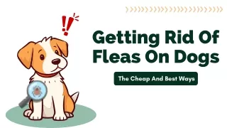 Getting Rid Of Fleas On Dogs – The Cheap And Best Ways