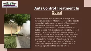 Pest Control Treatment Companies in Dubai: Solutions for Every Infestation