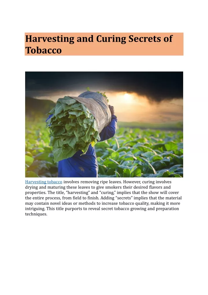 harvesting and curing secrets of tobacco