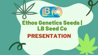 Buy Ethos Genetic Seeds In USA