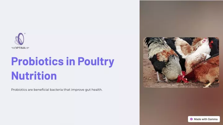 probiotics in poultry nutrition