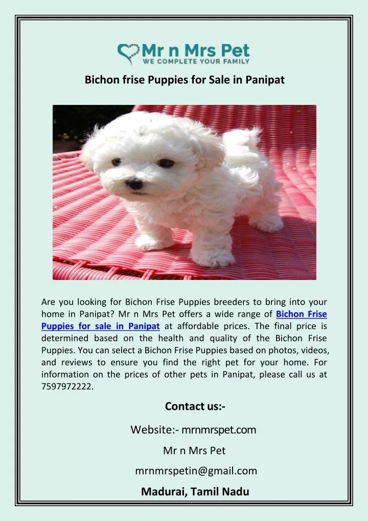 bichon frise puppies for sale in panipat