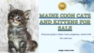 Maine Coon Cats and Kittens For Sale: Certified Healthy, Adorable Kittens