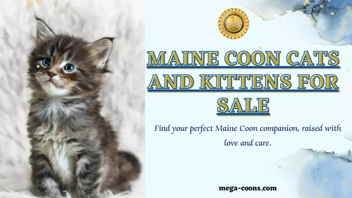 maine coon cats and kittens for sale