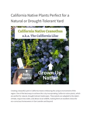 California Native Plants Perfect for a Natural or Drought-Tolerant Yard