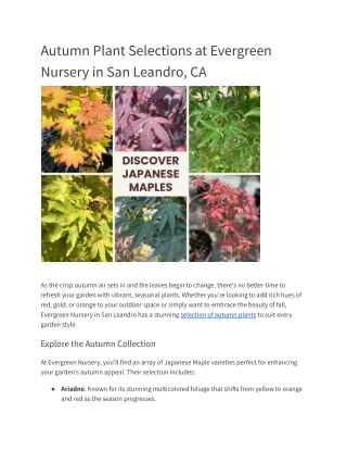 Autumn Plant Selections at Evergreen Nursery in San Leandro, CA