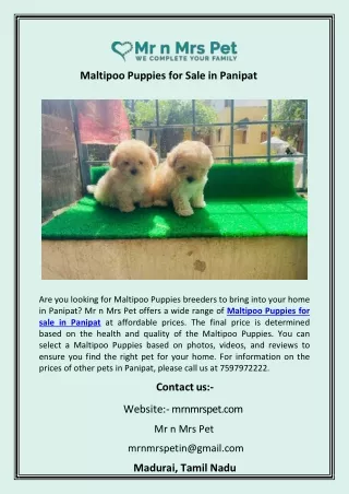 Maltipoo Puppies for Sale in Panipat