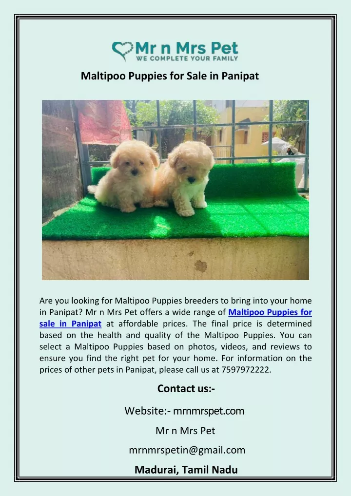 maltipoo puppies for sale in panipat