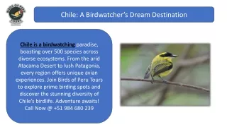 Chile - A Birdwatcher’s Dream Destination