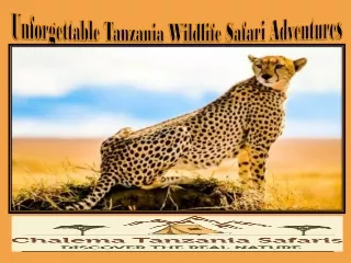 Unforgettable Tanzania Wildlife Safari Adventures