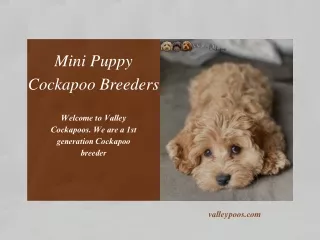 Mini Puppy Cockapoo Breeders