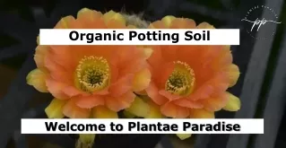 welcome to plantae paradise
