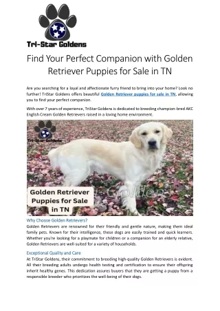 Find Your Perfect Companion with Golden Retriever Puppies for Sale in TN