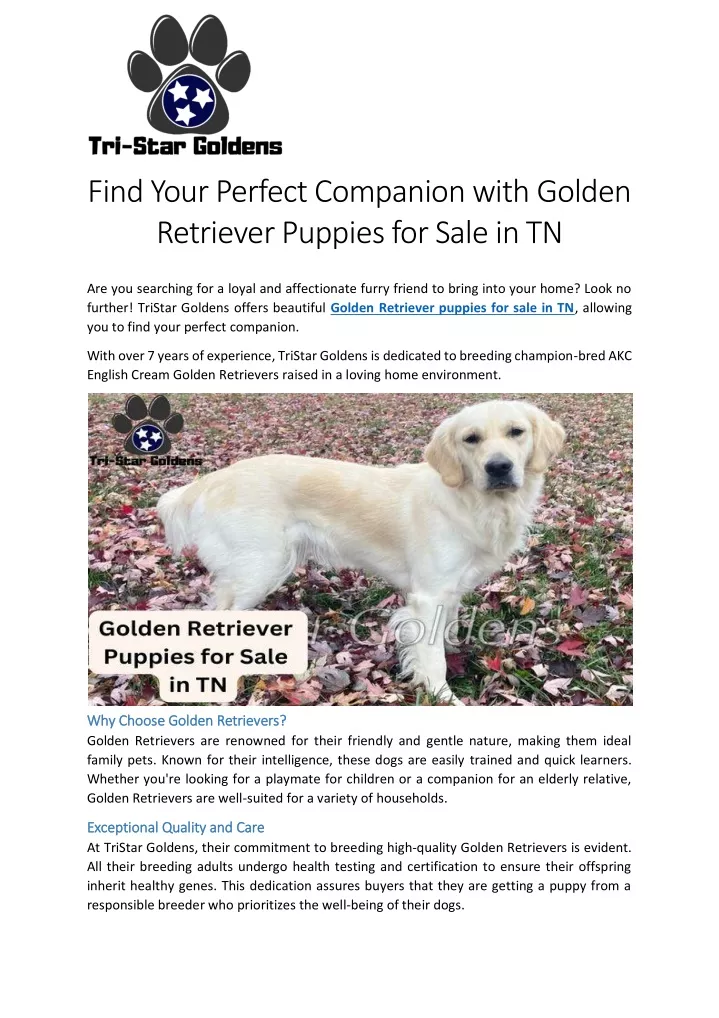 find your perfect companion with golden retriever