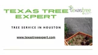 Tree service in Houston  - Texastreeexpert.com