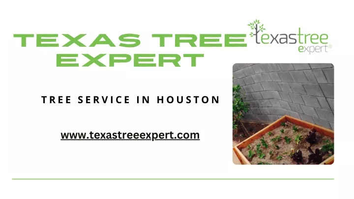 texas tree expert