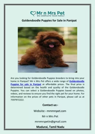 Goldendoodle Puppies for Sale in Panipat