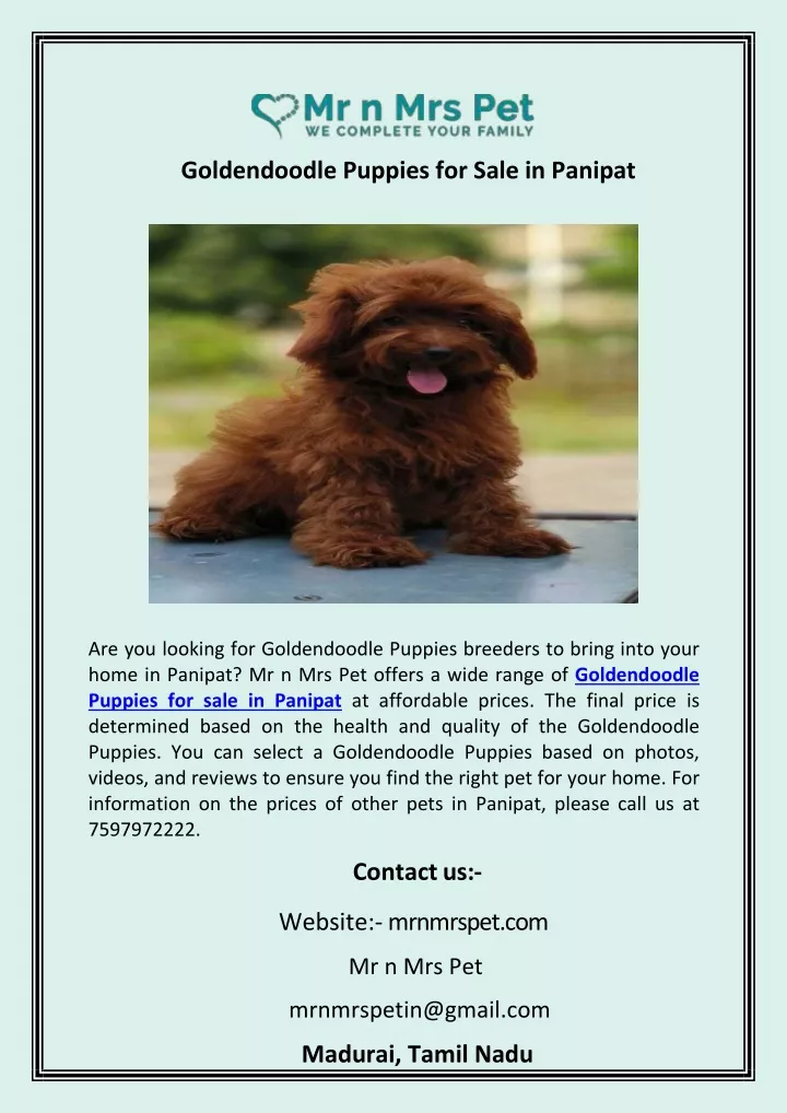 goldendoodle puppies for sale in panipat