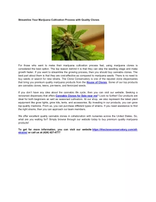 Streamline Your Marijuana Cultivation Process with Quality Clones