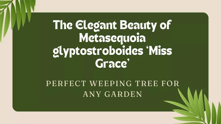 the elegant beauty of metasequoia