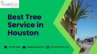 Professional Tree Cutting Service in Houston | Safe & Reliable