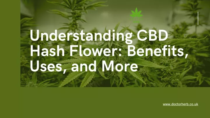 understanding cbd hash flower benefits uses