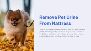 Remove Pet Urine From Mattress