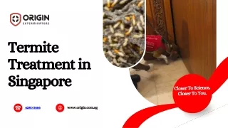 Termite Treatment in Singapore | Termite Infestation | ORIGIN Exterminators