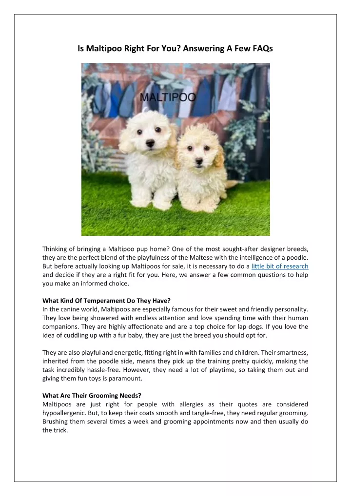 is maltipoo right for you answering a few faqs