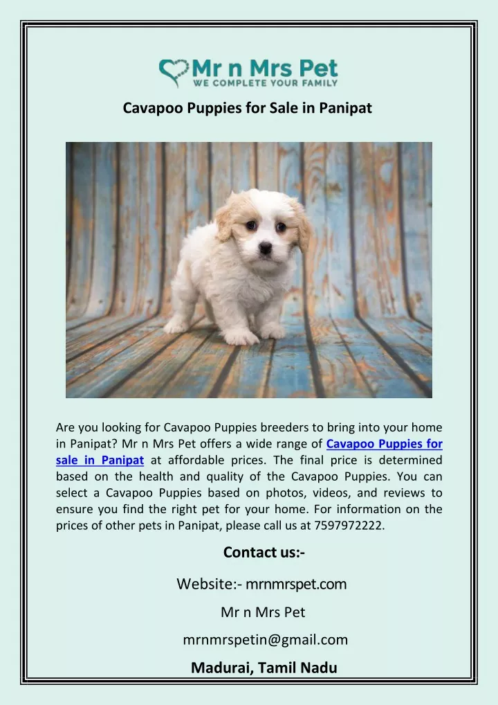 cavapoo puppies for sale in panipat