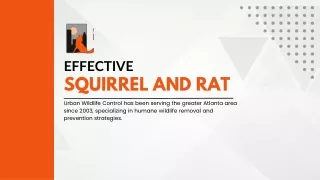 Effective Squirrel and Rat Control in Smyrna: Your Guide to Urban Wildlife