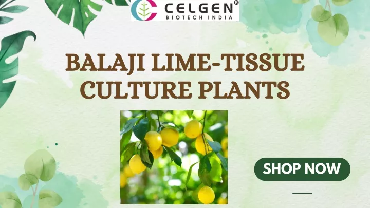 balaji lime tissue culture plants