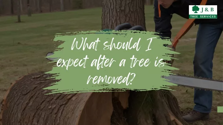 what should i expect after a tree is removed