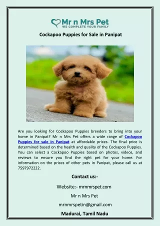 Cockapoo Puppies for Sale in Panipat