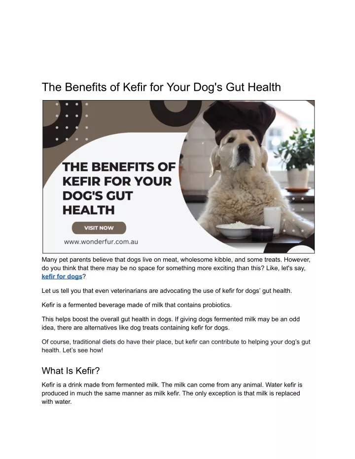 the benefits of kefir for your dog s gut health