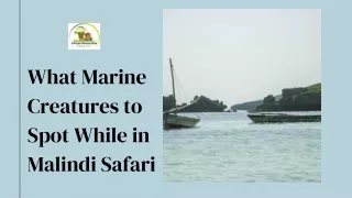 What Marine Creatures to Spot While in Malindi Safari