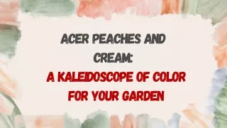 acer peaches and cream a kaleidoscope of color