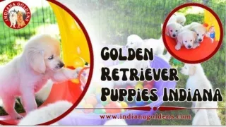 Golden Retriever Puppies Indiana - Healthy, Loving Companions